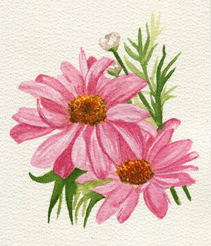 Delicati fiori di anemoni ad acquerello