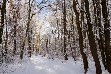 Beeindruckende Schneelandschaft im Laubwald