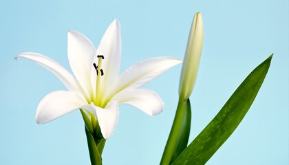 Fototapeta premium a white lily with green leaves on a light blue background.