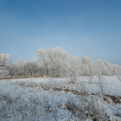 winter landscape. road in snow. tall trees in frost. natural winter landscape. forest in snow. ice...