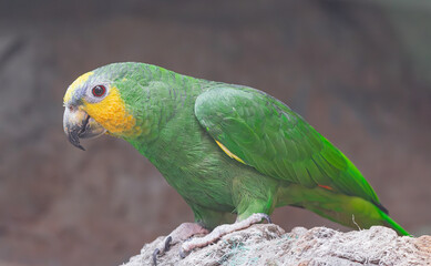 yellow-crowned amazon, (Amazona ochrocephala), perched on a rock, side view
