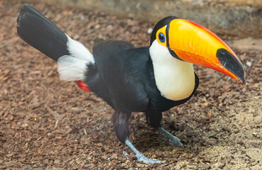 toco toucan, (Ramphastos toco), walking on the ground