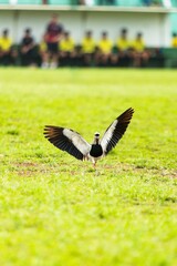 Bird with Wings Spread on a Field