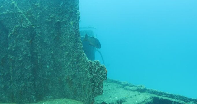 Green Turtle Exploring the Fang Ming Shipwreck in Baja California Sur