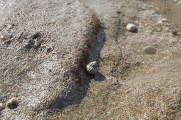 snail on the seashore rocky shore