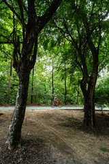 Cyclist Riding Through Lush Green Forest: A Serene Journey in Nature's Embrace