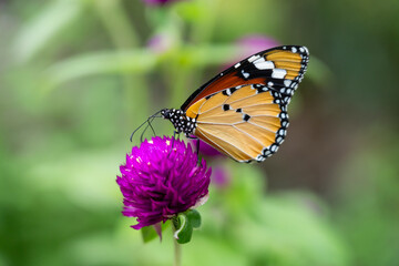 Beautiful Orange Butterfly on Vibrant Purple Flower, Close-Up Macro