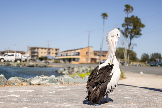 Pelican relaxing at marina by the seaside close up
