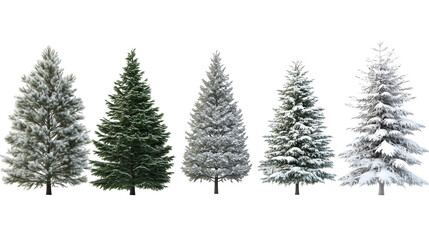 images of different pine trees covered in snow, transparent background, photorealistic, high resolution, high detail, hyper realistic.