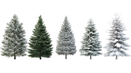 images of different pine trees covered in snow, transparent background, photorealistic, high resolution, high detail, hyper realistic.