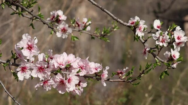 Rama de almendro en flor con movimiento del viento, Alcoy, Espa&ntilde;a