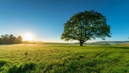 Naklejka premium the sun shining through a tree on a green meadow a panoramic idyllic rural landscape with clear blue sky after sunrise