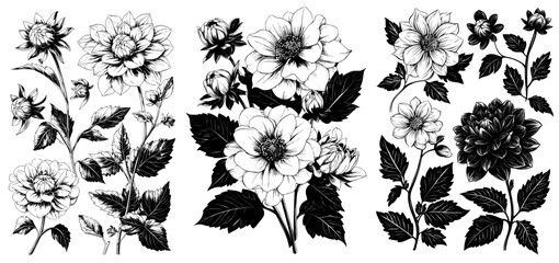 The dahlia plant is depicted in a vertical composition in this modern black and white botanical illustration, showcasing its various parts