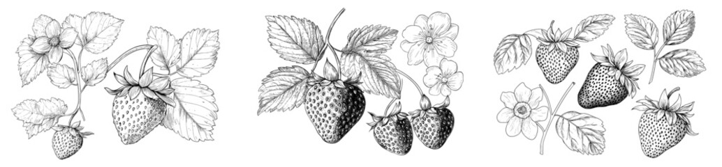 Modern illustrations of strawberries in line art style, with hand-drawn botanical outlines, can be used as a summer fruit monochrome sketch