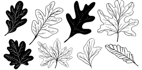 Fototapeta premium Autumn foliage illustration in hand drawn style, featuring a set of isolated oak leaves with a black outline, on a white background that is transparent