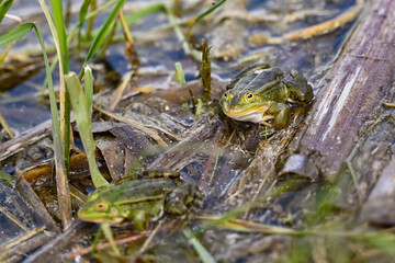 Two green frogs sitting in a swamp marsh bog moor