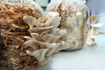 Oyster Mushroom Grow Bag - Growing Innovations