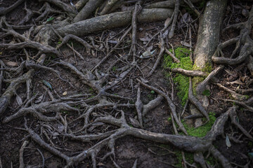 moss