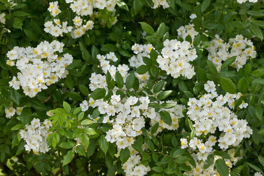 white flowers of the multiflowered rose close-up. Flowering bush of white rose