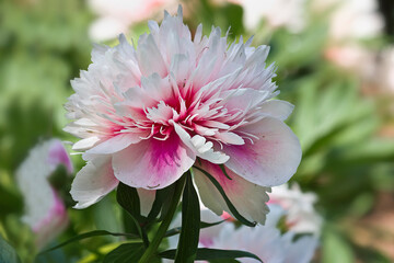 Close-up of a white and pink peony. Peony variety 'Rosea plena'