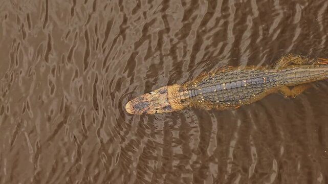 Bird's eye view of black caiman gliding through murky Amazon river waters, swimming with measured movements from elevated perspective