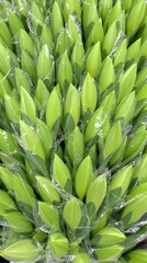 A bunch of green leaves are in a plastic bag