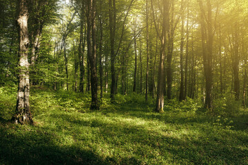 vivid green woods landscape in spring