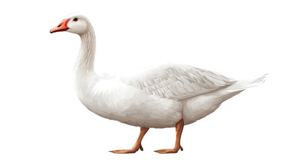 Fototapeta premium White Swan isolated on white transparent background PNG