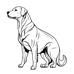 Fototapeta premium labrador retriever puppy