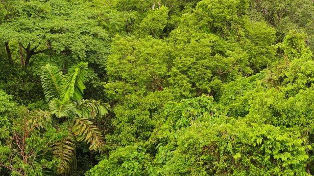 Dense Amazon Rainforest canopy revealing verdant greenery and a red howler monkey, highlighting lush vegetation and environmental richness of tropical wilderness
