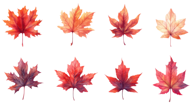 red maple leaves isolated on white transparent background PNG - Powered by Adobe