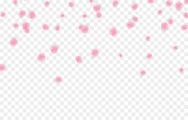Vector falling petals png. Flying rose, sakura, or cherry blossom petals on a transparent background. Romantic background.