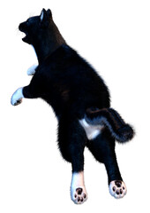 3D Rendering Black Cat on White