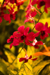 red and yellow flowers