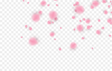 Vector falling petals png. Flying rose, sakura, or cherry blossom petals on a transparent background. Romantic background.