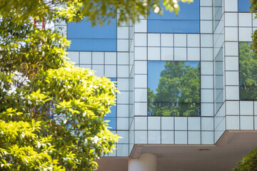Windows of skyscraper building in the city contrasting with lush green leaves