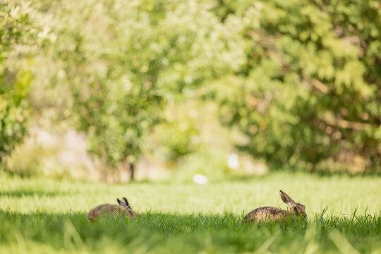 Wild hares grazing in long green grass in rural backyard