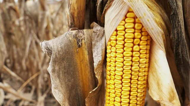 Corncobs in the field