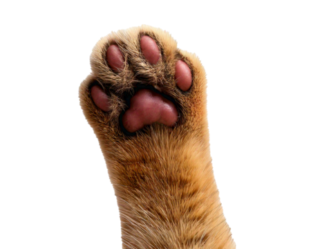 Cat’s paw, white background, HD, high-quality, realistic photo, soft fur, delicate pads, sharp details, clean composition, professional lighting, isolated subject, minimalistic style, close-up view.

