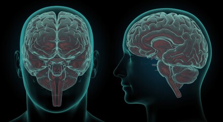 3D illustration of the human brain in front and side view X-ray view.