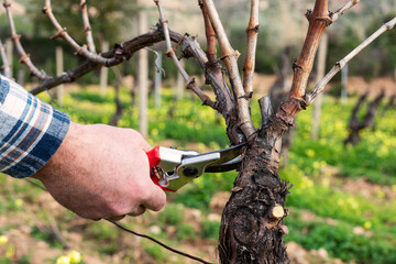 Close-up of the hands of the winemaker pruning the vineyard with professional steel scissors. Traditional agriculture. Winter pruning, Guyot method.
