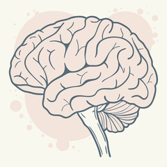 Professional Human Brain Illustration - Detailed Line Art Anatomy, Pink & Grey.