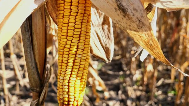 Corncobs in the field