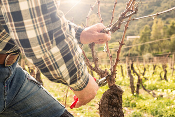 Close-up of the hands of the winemaker pruning the vineyard at sunset, with professional steel...