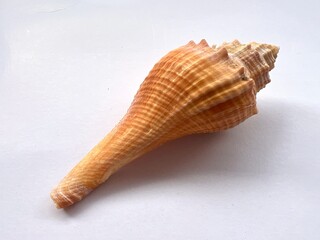 Sea natural shell, original pattern of marine life. Safety shelter for mollusks and crustaceans isolated on white background