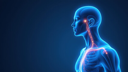 Vagus Nerve Stimulation Illustration