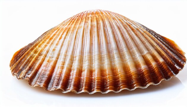 open shell of great scallop shellfish isolated on a white background pecten maximus or jacobaeus closeup of beautiful empty seashell of edible marine bivalve mollusk fan shaped calcareous sea clam