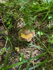 Boletus erythropus mushroom in a summer mixed forest