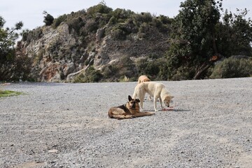 Dogs resting road. High quality photo