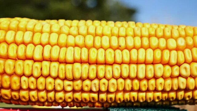 Corncobs in the field
